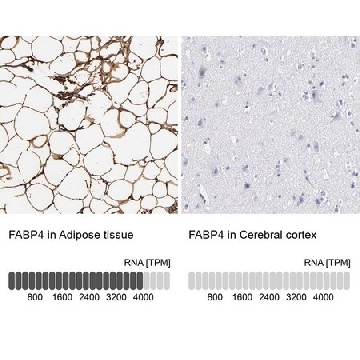 Anti-FABP4 antibody produced in rabbit，100UL，HPA002188-100UL，Sigma