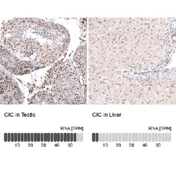 Anti-CIC antibody produced in rabbit，100UL，HPA044341-100UL，Sigma