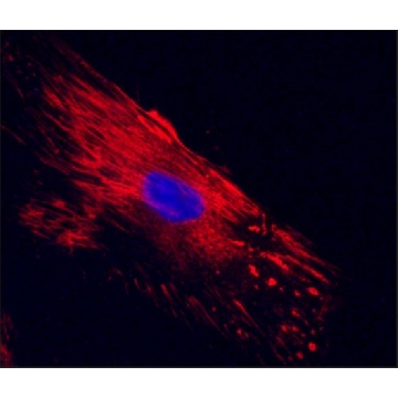 Anti-Cellular Fibronectin antibody, Mouse monoclonal，100UL，SAB4200784-100UL，Sigma