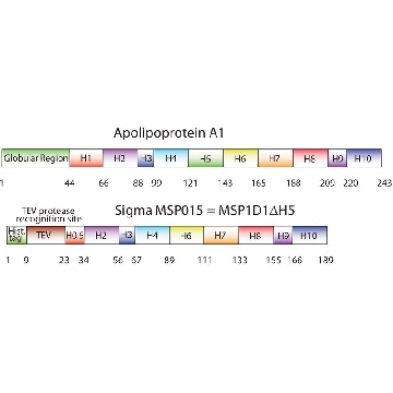 Membrane Scaffold Protein 1D1 Delta-Helix 5，5MG，MSP15-5MG，Sigma