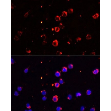 Anti-IL1B antibody produced in rabbit，100UL，SAB5700678-100UL，Sigma