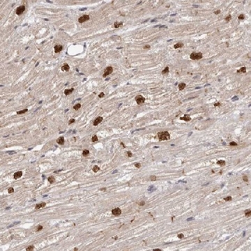 Anti-TBX5 antibody produced in rabbit，100UL，HPA008786-100UL，Sigma