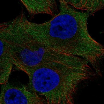 Anti-Pkd2L1 Antibody Produced In Rabbit，1004G，HPA070002-100UL，Sigma
