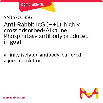 Anti-Rabbit IgG (H+L), highly cross adsorbed-Alkaline Phosphatase antibody produced in goat，1MG，SAB3700886-1MG，Sigma
