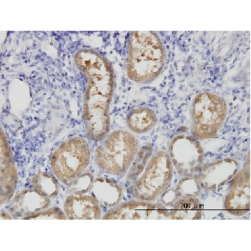 Monoclonal Anti-ALDH1L1 antibody produced in mouse，50UG，WH0010840M1-50UG，Sigma