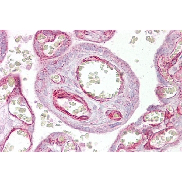 Anti-GRHL3 (AB2) antibody produced in rabbit，100UL，AV39489-100UL，Sigma