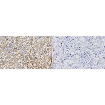 Anti-DNAJB9 Antibody, clone 1D16-K ZooMAb® Rabbit Monoclonal，254G，ZRB2282-25UL，Sigma
