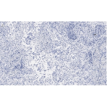 Anti-Integrin αVβ5 Antibody, clone EM09902 , ZooMAb® Rabbit Monoclonal，4X25UL，ZRB1191-4X25UL，Sigma