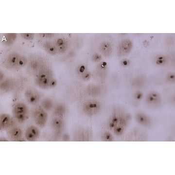 Anti-Aggrecan Antibody, clone 4B10 ZooMAb® Rabbit Monoclonal，25UL，ZRB1117-25UL，Sigma