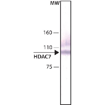 Anti-Histone Deacetylase 7 (HDAC7) antibody, Mouse monoclonal，200UL，H6663-200UL，Sigma