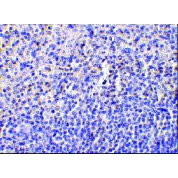 Anti-Caspase-1 (ab2) antibody produced in rabbit，100UG，PRS3463-100UG，Sigma
