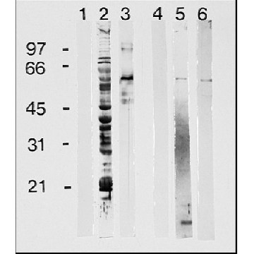 抗- 人IgG (γ-链特异性)−过氧化物酶 山羊抗，1ML，A6029-1ML，Sigma