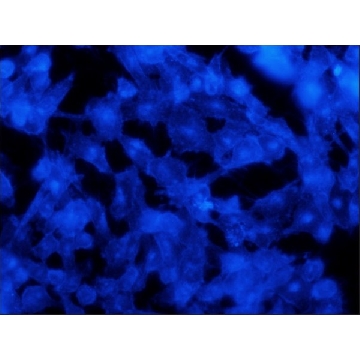 Filipin III预制溶液，1ML，SAE0087-1ML，Sigma