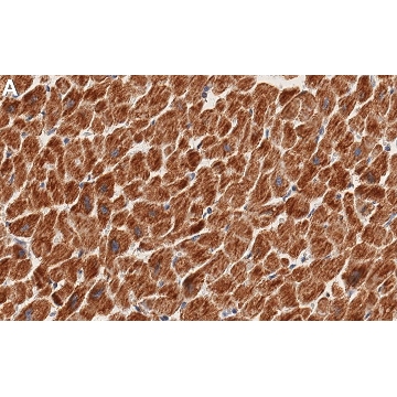 Anti-SDHA Antibody, clone 1G16 ZooMAb® Rabbit Monoclonal，25UL，ZRB1772-25UL，Sigma