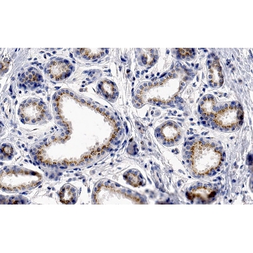Anti-GM130 Antibody, clone 2M19 ZooMAb® Rabbit Monoclonal，25UL，ZRB1513-25UL，Sigma