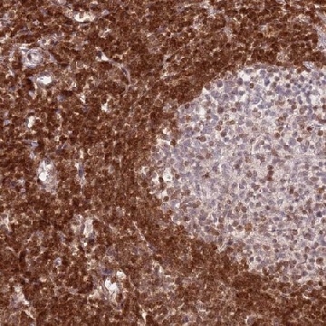 Anti-SELENOH antibody produced in rabbit，100UL，HPA048362-100UL，Sigma
