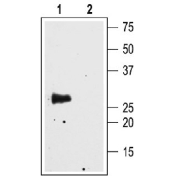 抗水通道蛋白4 兔抗，0.2ML，A5971-.2ML，Sigma