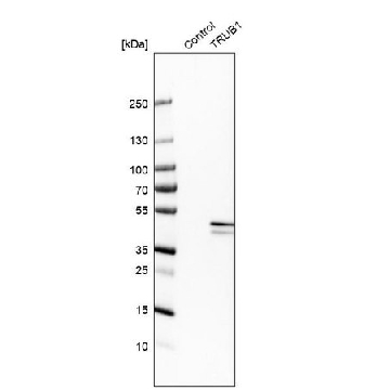 Anti-TRUB1 antibody produced in rabbit，100UL，HPA037914-100UL，Sigma