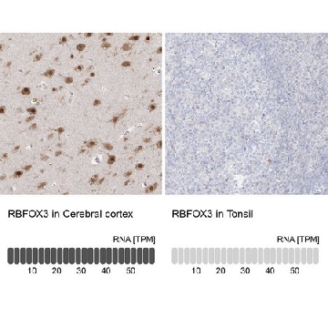 Anti-RBFOX3 antibody produced in rabbit，100UL，HPA030790-100UL，Sigma