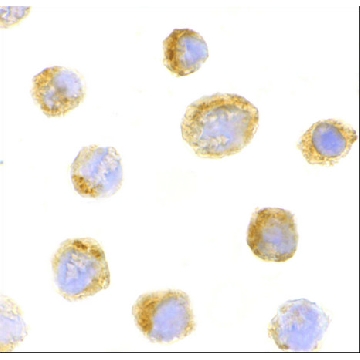 Anti-IL-27 (ab1) antibody produced in rabbit，100UG，PRS3797-100UG，Sigma