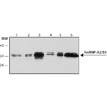 Anti-hnRNP-A2/B1 antibody, Mouse monoclonal，200UL，R4653-200UL，Sigma