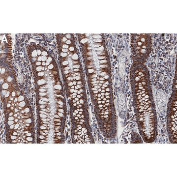 Anti-TOMM20 Antibody, clone 2F8.1 ZooMAb® Mouse Monoclonal，4X25UL，ZMS1118-4X25UL，Sigma