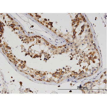 Monoclonal Anti-ZBP1 antibody produced in mouse，100UG，SAB1402632-100UG，Sigma