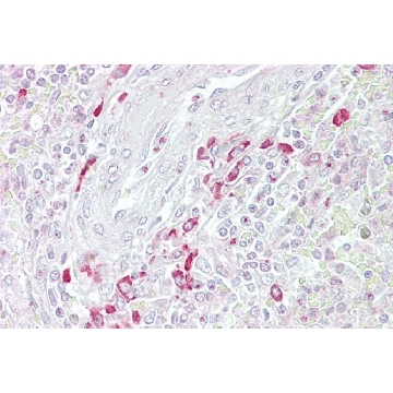 Anti-FRZB antibody produced in rabbit，100UL，SAB2108886-100UL，Sigma