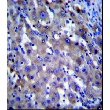 ANTI-RPGR (C-TERM) antibody produced in rabbit，400UL，SAB1303617-400UL，Sigma