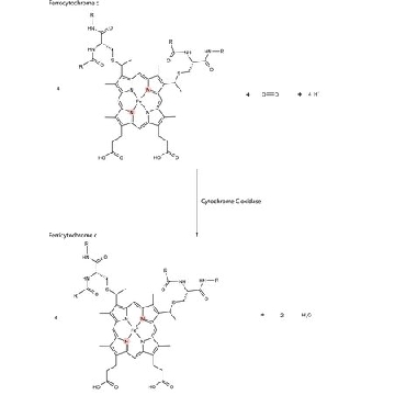 细胞色素c氧化酶 来源于牛心脏，250UG，C5499-250UG，Sigma