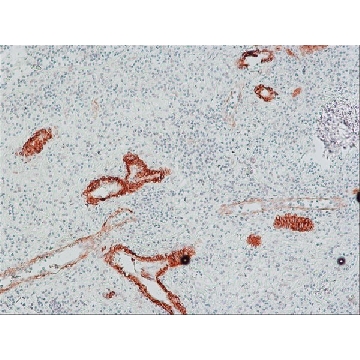抗-小鼠IgG（Fc特异性）-过氧化物酶 山羊抗，1ML，A9309-1ML，Sigma