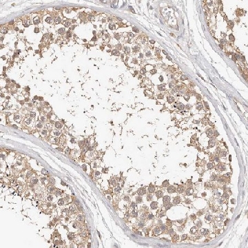 Anti-MTFR2 antibody produced in rabbit，100UL，HPA029792-100UL，Sigma