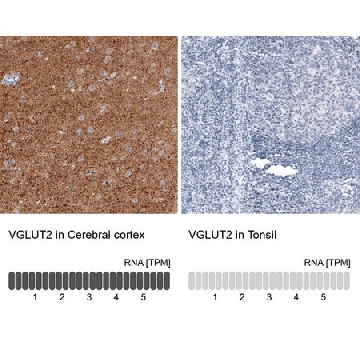 Monoclonal Anti-VGLUT2 antibody produced in mouse，100UL，AMAB91086-100UL，Sigma