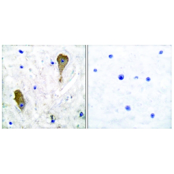 Anti-GAD1 antibody produced in rabbit，100UG，SAB4501074-100UG，Sigma