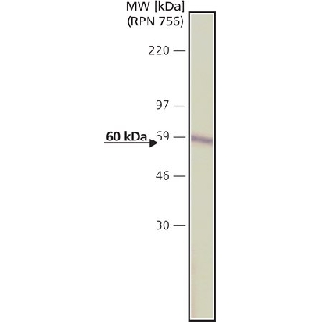 抗-过氧化氢酶抗体，小鼠单克隆 小鼠抗，0.2ML，C0979-.2ML，Sigma