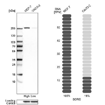 Anti-SCRIB antibody produced in rabbit，100UL，HPA023557-100UL，Sigma