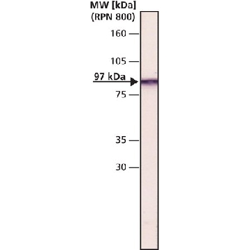 Monoclonal Anti-Gelsolin antibody produced in mouse，100UL，G4896-100UL，Sigma