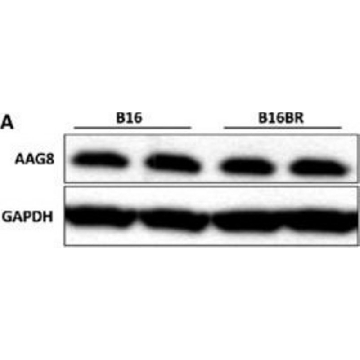 单克隆抗  GAPDH-过氧物酶 小鼠抗，200UL，G9295-200UL，Sigma