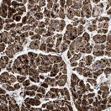 Anti-OGDH antibody produced in rabbit，100UL，HPA020347-100UL，Sigma
