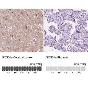 Anti-SCG3 antibody produced in rabbit，100UL，HPA006880-100UL，Sigma