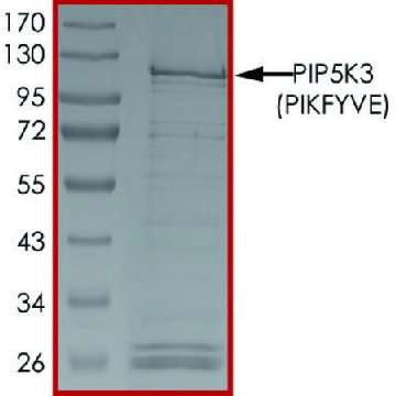 PIP5K3 (PIKFYVE), Active，10UG，SRP0730-10UG，Sigma