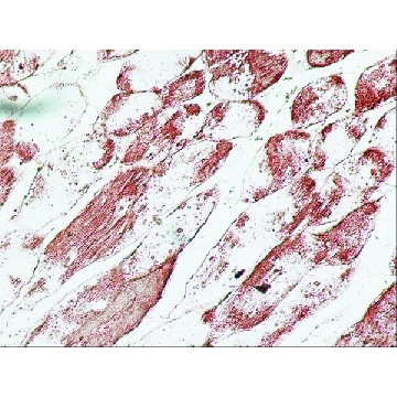 Anti-UCP-3 antibody produced in rabbit，0.2ML，U7757-.2ML，Sigma