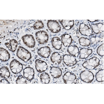 Anti-p-histone H2A (Ser139) Antibody, clone JBW301 ZooMAb® Mouse Monoclonal，4X25UL，ZMS05636-4X25UL，Sigma