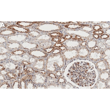 Anti-Myosin-9/MYH9 Antibody, clone 3O13 ZooMAb® Rabbit Monoclonal，25UL，ZRB1165-25UL，Sigma