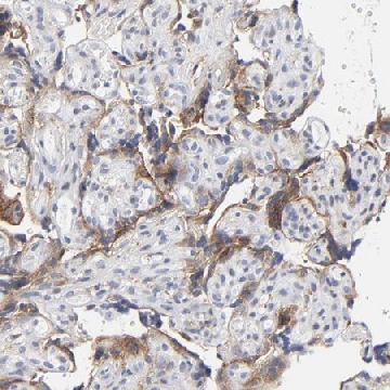 Anti-LRP1 antibody produced in rabbit，100UL，HPA004182-100UL，Sigma
