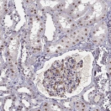 Anti-RPP38 antibody produced in rabbit，100UL，HPA050398-100UL，Sigma