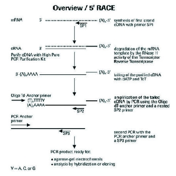 5′/3′ RACE试剂盒，第2代，10REACTIONS，3353621001，Roche
