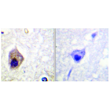 Anti-CASP1, C-Terminal antibody produced in rabbit，100UG，SAB4503271-100UG，Sigma