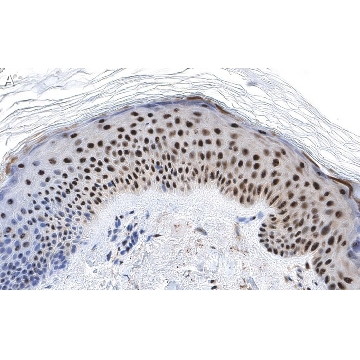 Anti-RXR-alpha Antibody, clone 2I8 ZooMAb® Rabbit Monoclonal，25UL，ZRB1519-25UL，Sigma