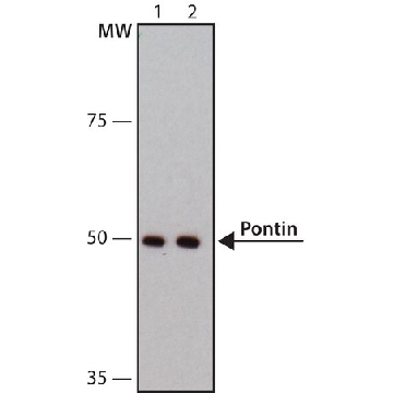 Anti-Pontin antibody, Mouse monoclonal，200UL，SAB4200194-200UL，Sigma